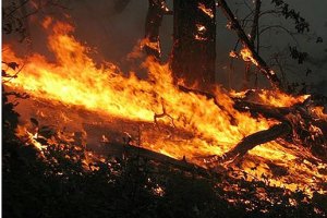 В Запорожье горел заповедный лес