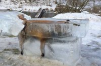 В Германии охотник установил на крыльце отеля замерзшую в Дунае лису