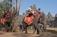 ​В Камбодже туристам запретили кататься на слонах