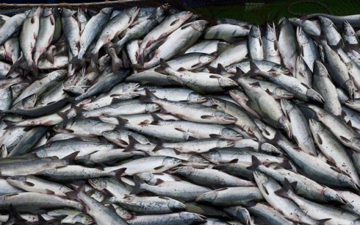 ​Україна розірвала угоду з Росією щодо рибного господарства