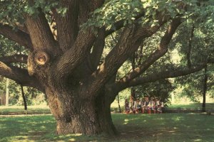 Злодії спиляли 200-річний дуб заради деревини