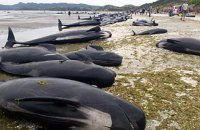 В штате Джорджия отдыхающие спасли 18 черных дельфинов, выбросившихся на берег