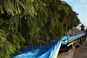 Одесситам предлагают взять живую новогоднюю елку на прокат