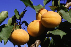 Украина потеряла урожай персиков и абрикос