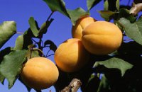 Украина потеряла урожай персиков и абрикос