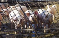 Украинские свинофермы проверят из-за вспышки АЧС