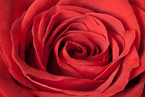 Житель Кызылорды подарит жене букет из миллиона роз