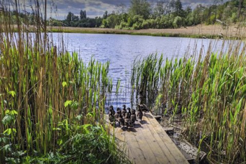 Экологическая комиссия поддержала создание парка "Совские пруды" в Киеве