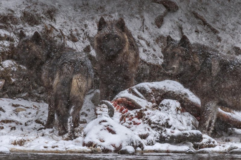  Волчица и ее потомство устроили банкет возле туши бизона, утонувшего в реке в парке Йеллоустоун, США.