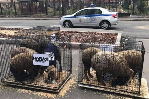 К зданию редакции "Новой газеты" в Москве привезли овец, одетых в жилетки "Пресса"