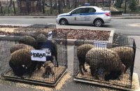 К зданию редакции "Новой газеты" в Москве привезли овец, одетых в жилетки "Пресса"