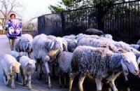 Украина ограничила ввоз скота из ЕС из-за неизвестного заболевания