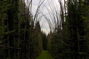 В Италии растет уникальный храм из десятков живых деревьев