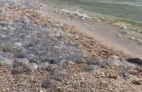 ​Держрибагентство пояснило нашестя медуз на узбережжі Азовського моря