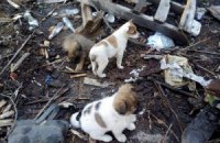 Військові просять забрати народжених в АТО собак з Пісків