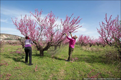 Двох жителів Сімферополя затримали за крадіжку персиків з приватного саду