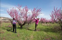 Двух жителей Симферополя задержали за кражу персиков из частного сада