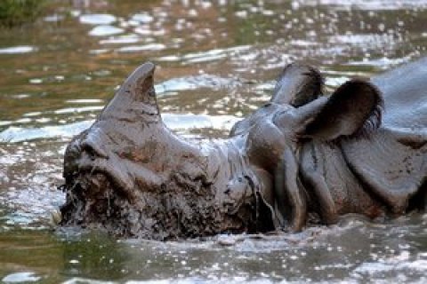Наводнения в Индии: 40 человек погибли, под угрозой редкий вид носорогов