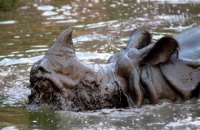 Повені в Індії: 40 людей загинули, під загрозою рідкісний вид носорогів