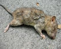 Крысы, 20 дней питавшиеся сухариками и чипсами, умерли от некроза конечностей 