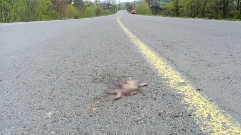 Тварина, яка загинула на дорозі