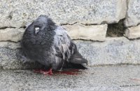 У Києві прокуратура через суд вимагає знести голубник