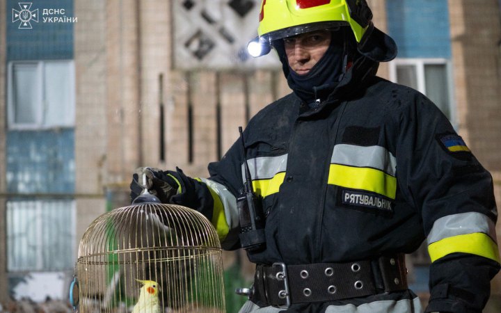 У Тернополі серед руїн знищеного Росією будинку знайшли живого папугу