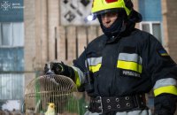 У Тернополі серед руїн знищеного Росією будинку знайшли живого папугу