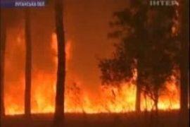 Из-за лесного пожара в Луганской области эвакуировали детский лагерь 