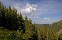 Зеленский поставил целью высадить в Украине за три года миллиард деревьев