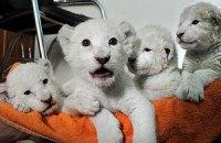 В ялтинском зоопарке родились белые львята