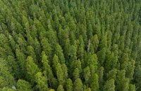 Мільярд дерев Шредінгера. Які результати екологічної ініціативи президента