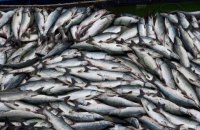 Після анексії Криму Україна скоротила вилов риби та інших біоресурсів на 63%
