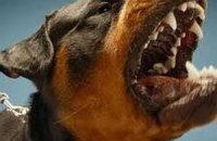 В Полтаве ловят собаку, покусавшую 28 человек