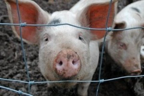 Пенсионный фонд НБУ продал проблемную свиноферму