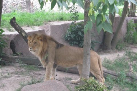 В тернопольском зоопарке лев ударил лапой подростка