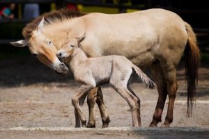 ​В Киевском зоопарке родился жеребенок