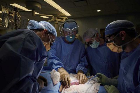 У США вперше успішно пересадили людині нирку, вирощену в тілі свині