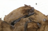 В Запорожье 400 летучих мышей обустроились на зимовку на балконе квартиры