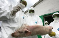 В Киевской области зафиксирован случай африканской чумы свиней