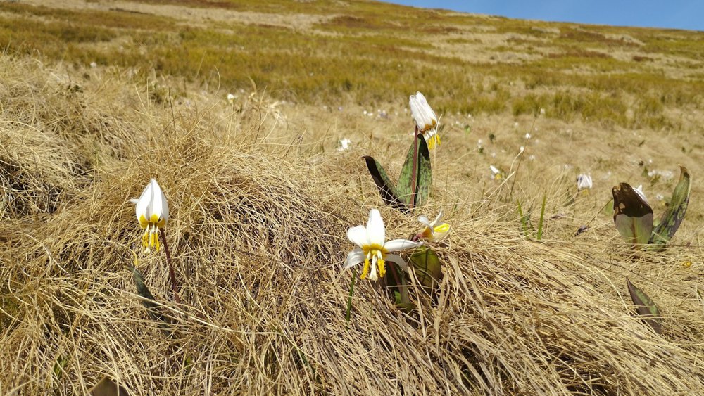 Еритроній на Апецькій полонині.