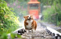 На вихідних в Україні прогріється до +18°, в більшості областей очікується невеликий дощ