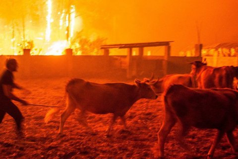Десятки человек погибли из-за лесных пожаров в Испании и Португалии