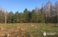 Судитимуть інженера, який допустив на Київщині вирубку цінних дерев на 1 млн грн