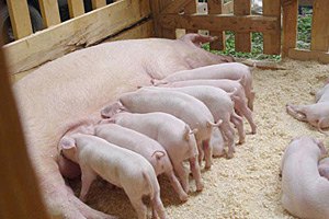 ​Поголовье украинских свиней начало сокращаться