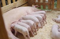 Украина обеспокоена распространением чумы свиней в России 