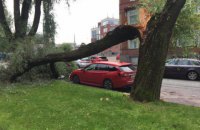 Из-за падения деревьев на Киевщине погибли два человека