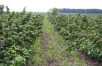 Розвиток органічного землеробства на Полтавщині 