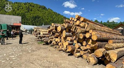 Знищення Карпат і лісів по всій Україні: через чорних лісорубів держава втрачає мільярди – і це лише офіційно 