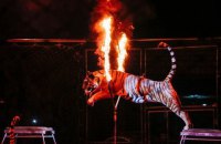 Кабмін пропонує заборонити в Україні цирки з тваринами, але через п'ять років
